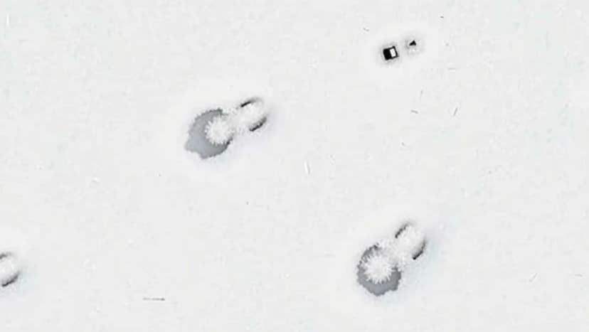 Råttan råttspår i snön förklarad